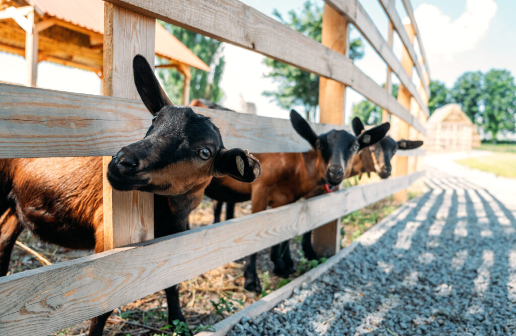 Indiana Dairy Goat Association IDGA is focused on developing youth
